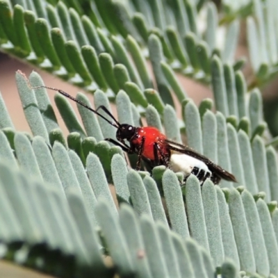 Trilaccus mimeticus (Braconid-mimic plant bug) at Molonglo Valley, ACT - 23 Jan 2022 by CathB