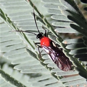 Trilaccus mimeticus at Aranda Bushland - 23 Jan 2022