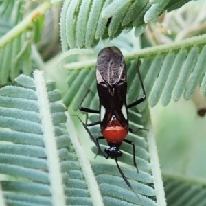 Trilaccus mimeticus at Aranda Bushland - 23 Jan 2022