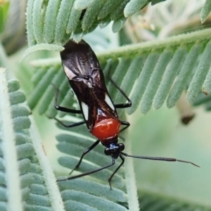 Trilaccus mimeticus at Aranda Bushland - 23 Jan 2022