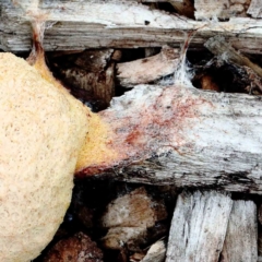 Fuligo septica (Scrambled egg slime) at Lake Burley Griffin West - 22 Jan 2022 by ConBoekel