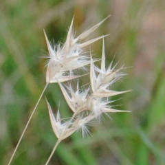 Rytidosperma sp. (Wallaby Grass) at Blue Gum Point to Attunga Bay - 22 Jan 2022 by ConBoekel