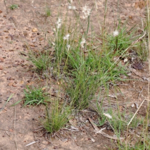 Rytidosperma sp. at Yarralumla, ACT - 23 Jan 2022