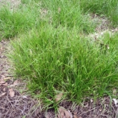 Carex inversa (Knob Sedge) at Molonglo Valley, ACT - 23 Jan 2022 by sangio7