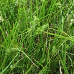 Carex inversa at Molonglo Valley, ACT - 23 Jan 2022