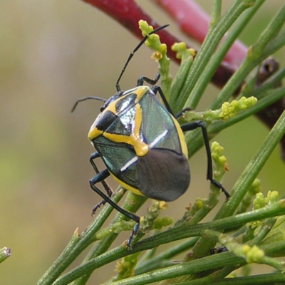 Commius elegans (Cherry Ballart Shield Bug) at Mount Taylor - 23 Jan 2022 by MatthewFrawley