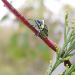 Commius elegans at Kambah, ACT - 23 Jan 2022