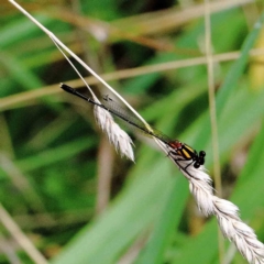 Nososticta solida (Orange Threadtail) at Lake Burley Griffin West - 23 Jan 2022 by ConBoekel