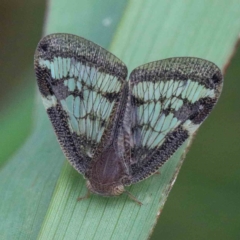 Scolypopa australis (Passionvine hopper, Fluffy bum) at Lake Burley Griffin West - 22 Jan 2022 by ConBoekel