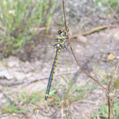 Hemicordulia tau (Tau Emerald) at Mount Taylor - 23 Jan 2022 by MatthewFrawley