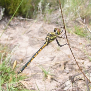 Hemicordulia tau at Kambah, ACT - 23 Jan 2022 11:14 AM