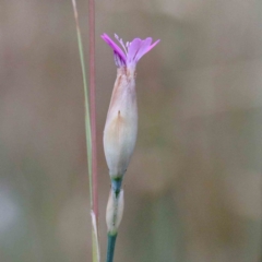 Petrorhagia nanteuilii (Proliferous Pink, Childling Pink) at Blue Gum Point to Attunga Bay - 23 Jan 2022 by ConBoekel