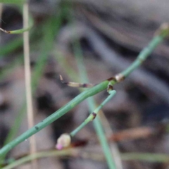 Petrorhagia nanteuilii at Yarralumla, ACT - 23 Jan 2022