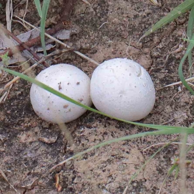 zz puffball at Lake Burley Griffin West - 22 Jan 2022 by ConBoekel