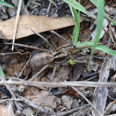 Venatrix pictiventris (Four-spotted Huntress) at Blue Gum Point to Attunga Bay - 22 Jan 2022 by ConBoekel