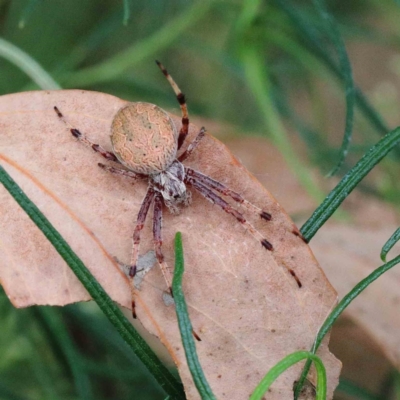 Salsa fuliginata (Sooty Orb-weaver) at Yarralumla, ACT - 22 Jan 2022 by ConBoekel