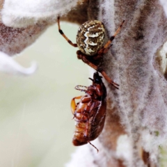 Araneus hamiltoni (Hamilton's Orb Weaver) at Blue Gum Point to Attunga Bay - 22 Jan 2022 by ConBoekel