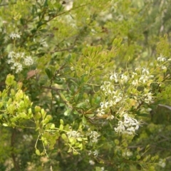 Bursaria spinosa (Native Blackthorn, Sweet Bursaria) at Mount Taylor - 23 Jan 2022 by MatthewFrawley