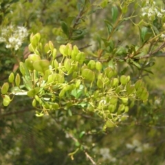 Bursaria spinosa at Kambah, ACT - 23 Jan 2022 11:29 AM