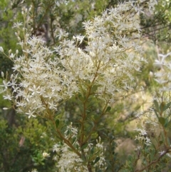 Bursaria spinosa at Kambah, ACT - 23 Jan 2022 11:29 AM