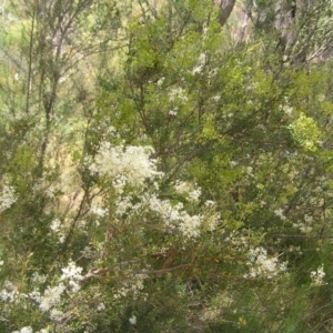 Bursaria spinosa at Kambah, ACT - 23 Jan 2022