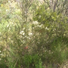 Bursaria spinosa at Kambah, ACT - 23 Jan 2022 11:29 AM