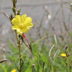 Oenothera stricta subsp. stricta (Common Evening Primrose) at Lake Burley Griffin West - 22 Jan 2022 by ConBoekel