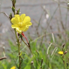 Oenothera stricta subsp. stricta (Common Evening Primrose) at Blue Gum Point to Attunga Bay - 23 Jan 2022 by ConBoekel