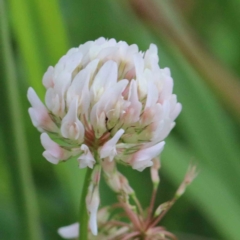 Trifolium repens (White Clover) at Lake Burley Griffin West - 22 Jan 2022 by ConBoekel