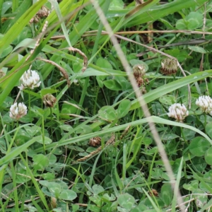 Trifolium repens at Yarralumla, ACT - 23 Jan 2022