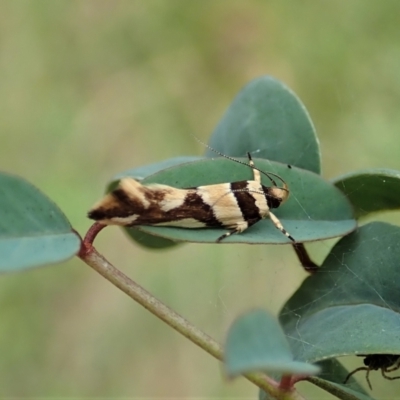 Macrobathra desmotoma ( A Cosmet moth) at Molonglo Valley, ACT - 16 Jan 2022 by CathB