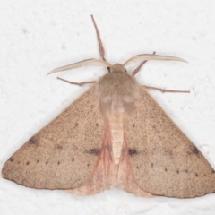 Arhodia lasiocamparia (Pink Arhodia (Oenochrominae)) at Melba, ACT - 6 Nov 2021 by kasiaaus