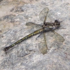 Diphlebia nymphoides (Arrowhead Rockmaster) at Cotter Reserve - 27 Dec 2021 by Christine