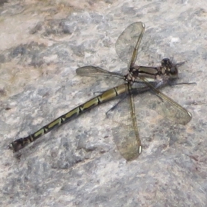 Diphlebia nymphoides at Paddys River, ACT - 27 Dec 2021