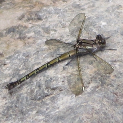 Diphlebia nymphoides (Arrowhead Rockmaster) at Paddys River, ACT - 27 Dec 2021 by Christine