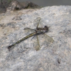 Diphlebia nymphoides at Paddys River, ACT - 27 Dec 2021