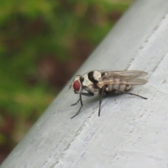 Anthomyia vicarians at Coree, ACT - 27 Dec 2021 by Christine