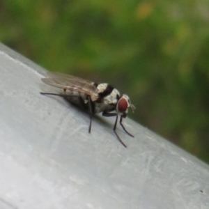 Anthomyia vicarians at Coree, ACT - 27 Dec 2021 01:34 PM