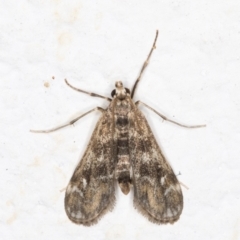 Hygraula nitens (Pond Moth) at Melba, ACT - 5 Nov 2021 by kasiaaus