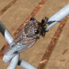 Galanga labeculata (Double-spotted cicada) at Cotter Reserve - 27 Dec 2021 by Christine