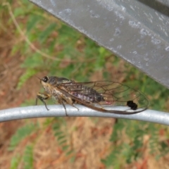 Galanga labeculata at Coree, ACT - 27 Dec 2021