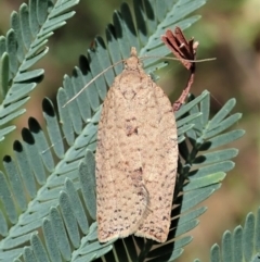 Meritastis laganodes (A Tortrix moth) at Aranda Bushland - 22 Jan 2022 by CathB