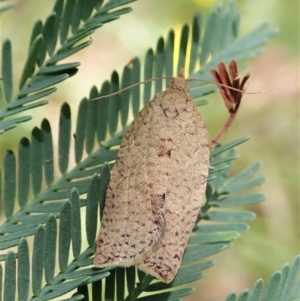 Meritastis laganodes at Molonglo Valley, ACT - 22 Jan 2022