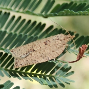 Meritastis laganodes at Molonglo Valley, ACT - 22 Jan 2022