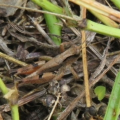 Phaulacridium vittatum (Wingless Grasshopper) at Cotter Reserve - 27 Dec 2021 by Christine