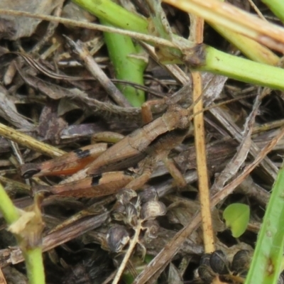 Phaulacridium vittatum (Wingless Grasshopper) at Cotter Reserve - 27 Dec 2021 by Christine