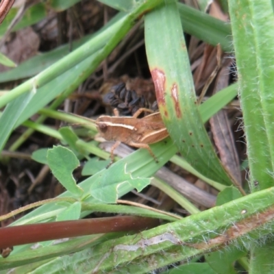 Phaulacridium vittatum (Wingless Grasshopper) at Coree, ACT - 27 Dec 2021 by Christine