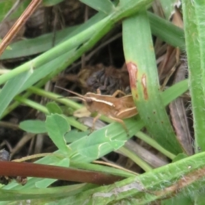 Phaulacridium vittatum at Coree, ACT - 27 Dec 2021