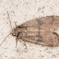 Proteuxoa provisional species 2 (A Noctuid moth) at Melba, ACT - 5 Nov 2021 by kasiaaus