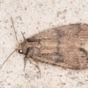 Proteuxoa provisional species 2 at Melba, ACT - 6 Nov 2021 01:00 AM